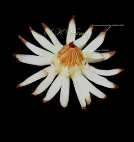  Stamens and outer Corolla (inner corolla removed)
